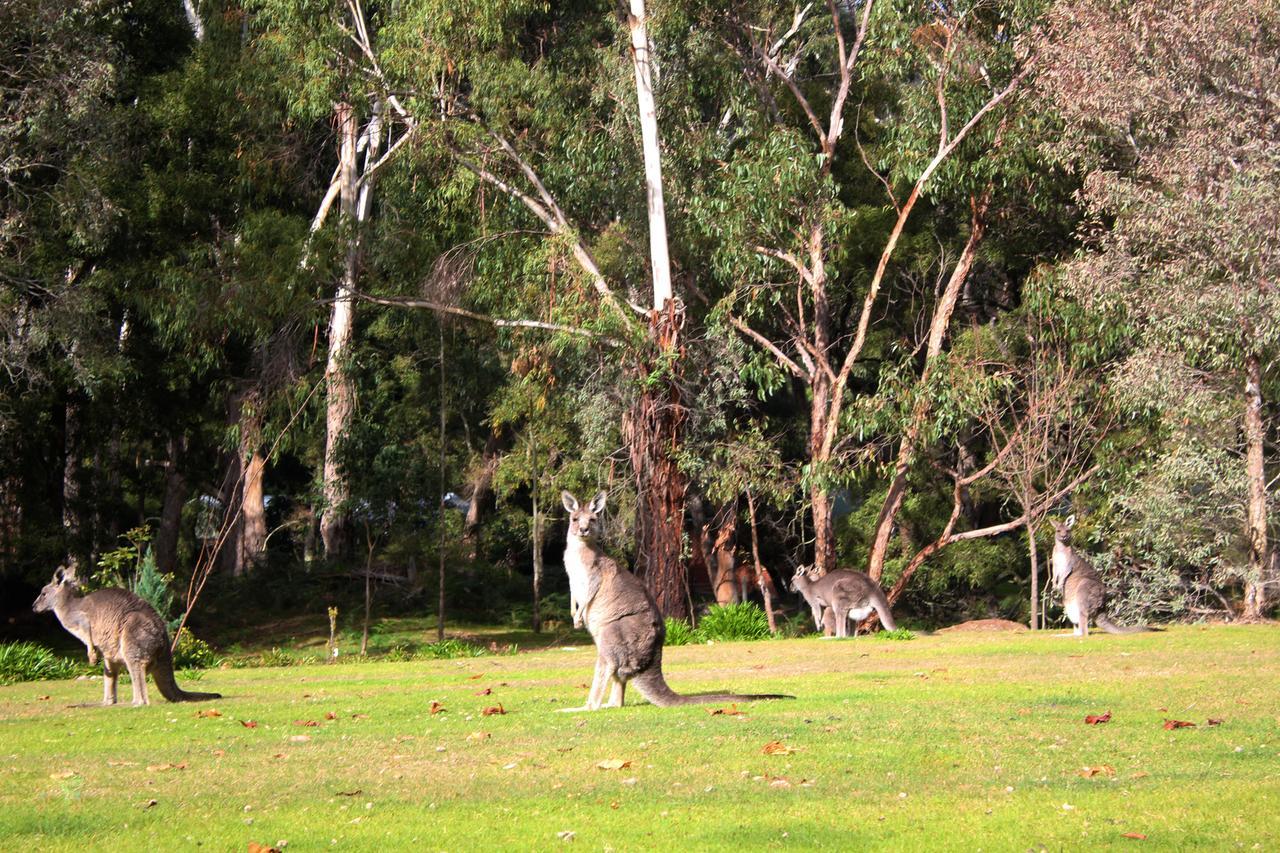 Marwood Villas Halls Gap Exterior foto